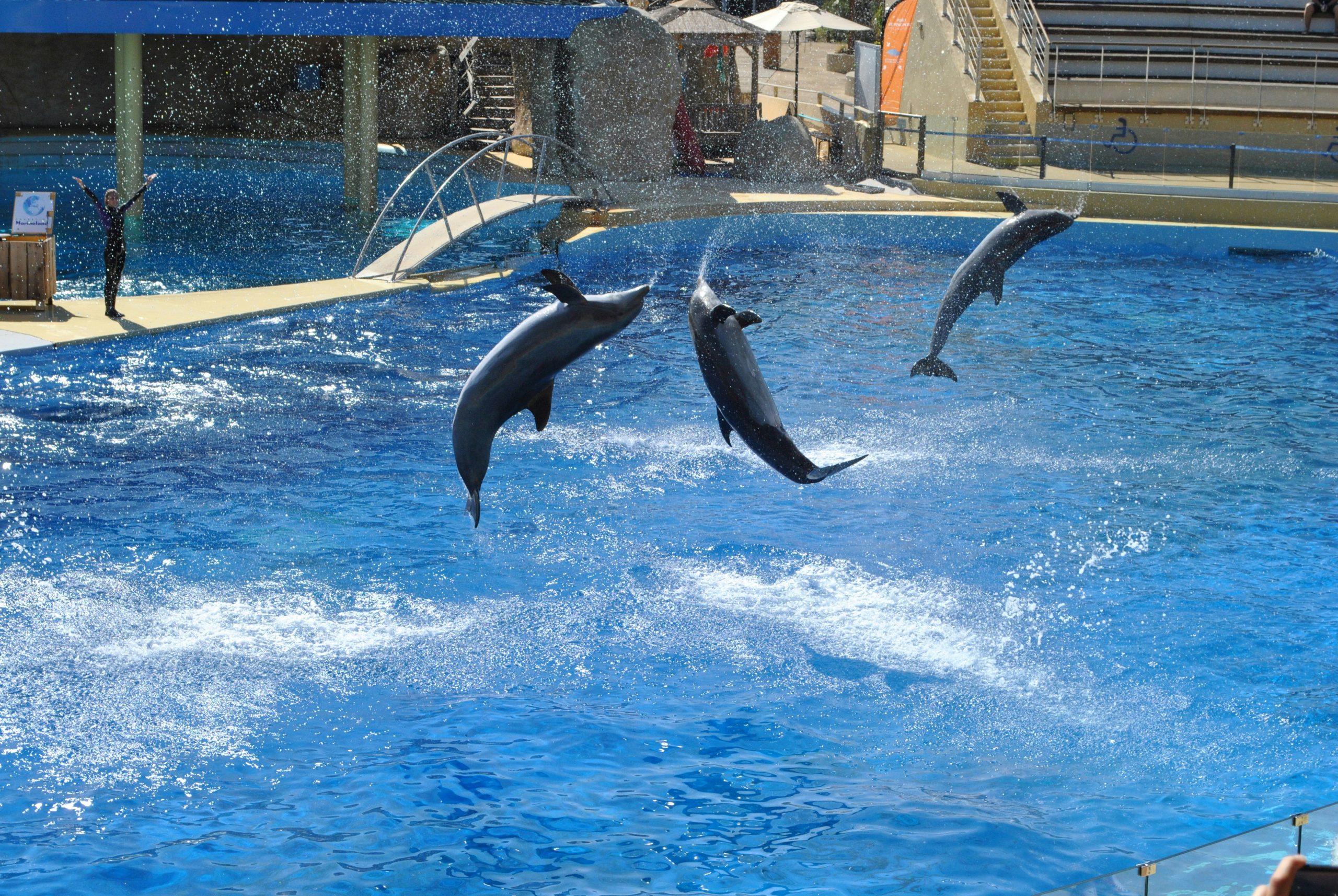 Dubai Dolphinarium Dolphin, Seal & Bird Show Tickets